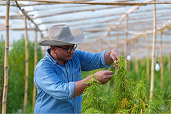 Cannabis CFO services