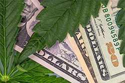 payroll for cannabis businesses